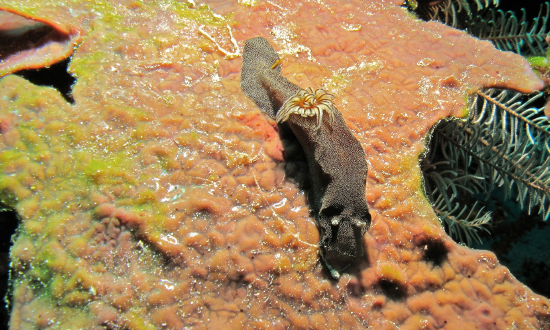  Doriprismatica stellatus (Sea Slug)